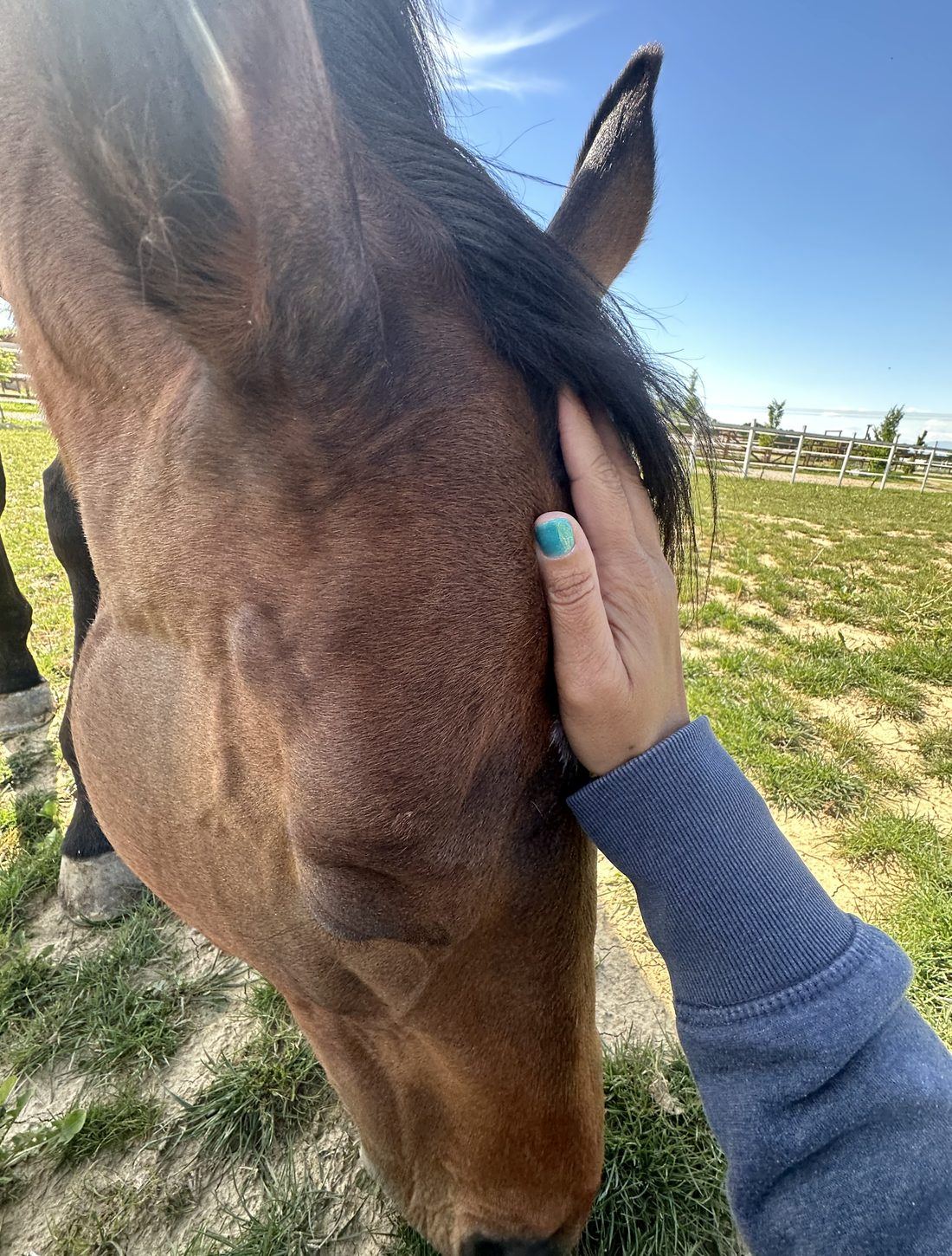 Roberta accarezza il muso del cavallo